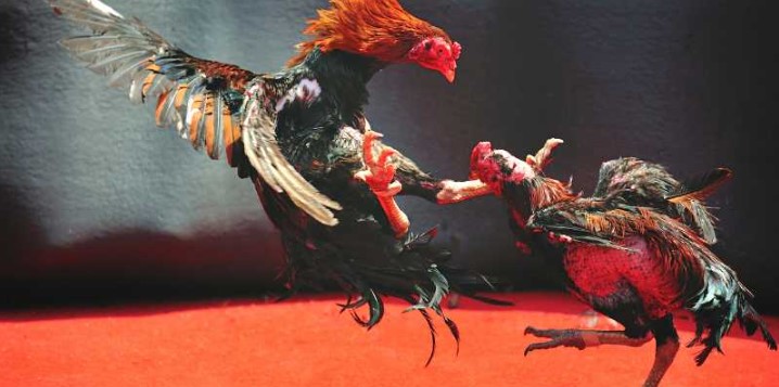 Chiến kê Mỹ đem đến cho bạn những trận chiến mãn nhãn
