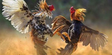 Kết quả hòa trong đá gà Nohu rất ít khi xảy ra nên bạn cần cân nhắc